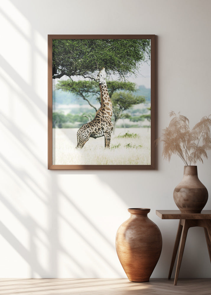 Giraff Stretch In Serengeti Poster