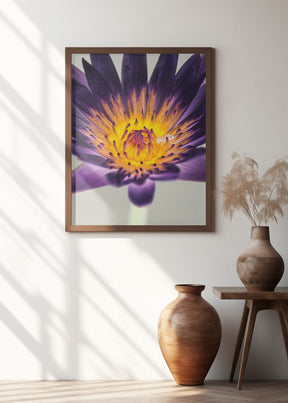 Water Lilly Poster