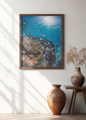 The damselfish against the light Poster