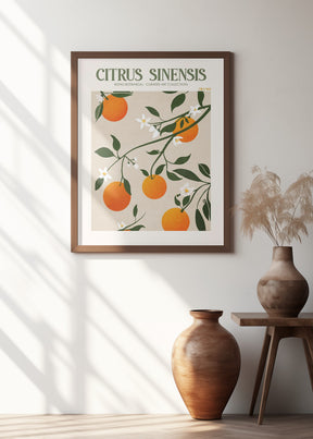 Citrus Sinensis - Orange Poster