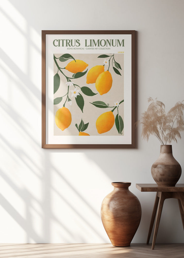 Citrus Limonum - Lemon Poster