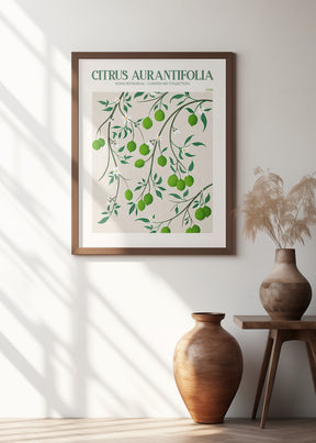 Citrus Aurantifolia - Lime Poster