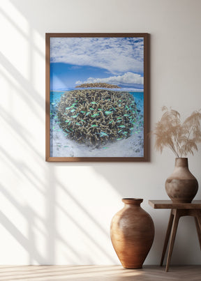 Coral Ball from Mayotte Poster