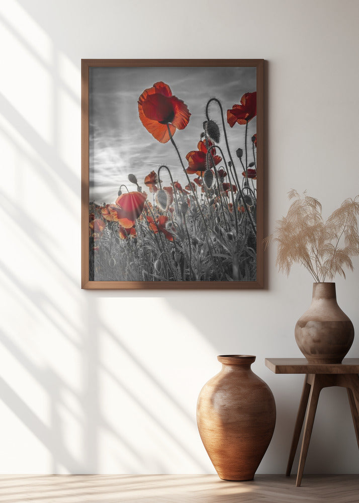 Fascinating poppies | colorkey Poster