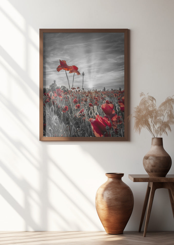 Poppies in sunset | colorkey Poster