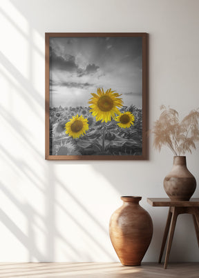 Yellow pop sunflowers Poster