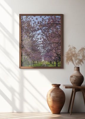 Idyllic cherry blossom trail Poster