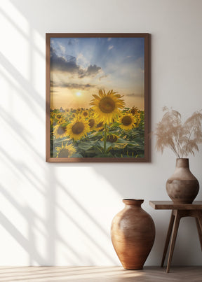 Sunset with beautiful sunflowers Poster