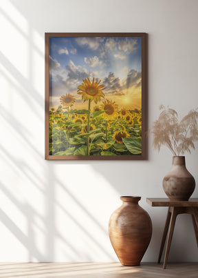 Sunflower field at sunset Poster