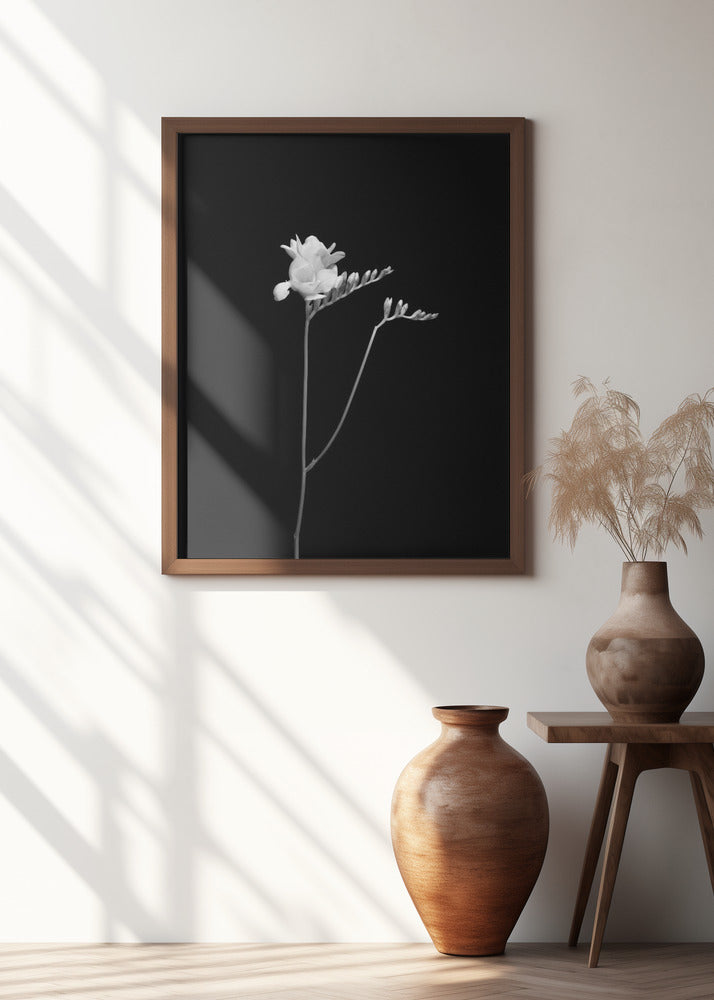 Freesia | dark design Poster