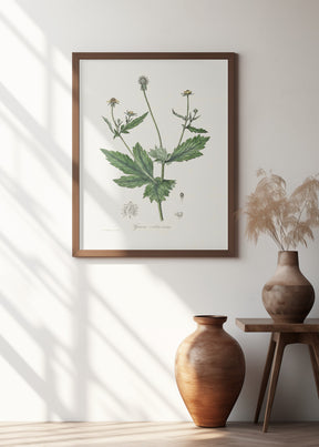 Wood Avens (geum Urbanum)  Medical Botany Poster