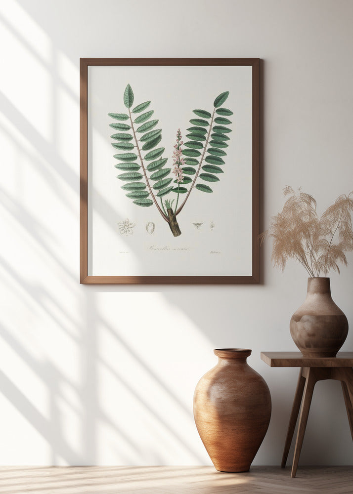 Boswellia Serrata Medical Botany Poster