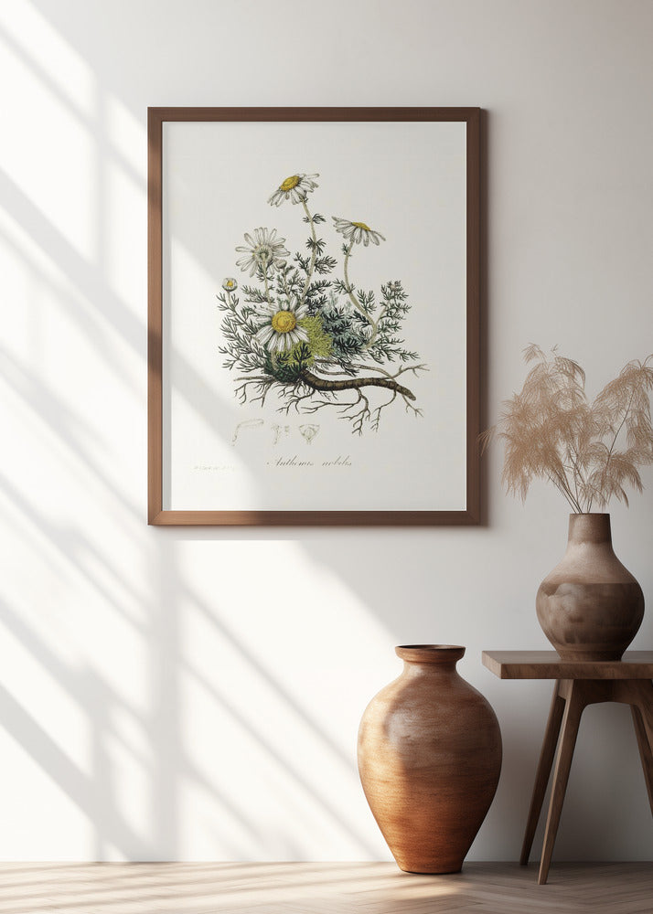 Chamomile (anthemis Nobilis) Medical Botany Poster