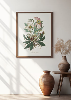 Christmas Rose (helleborus Niger)  Medical Botany Poster