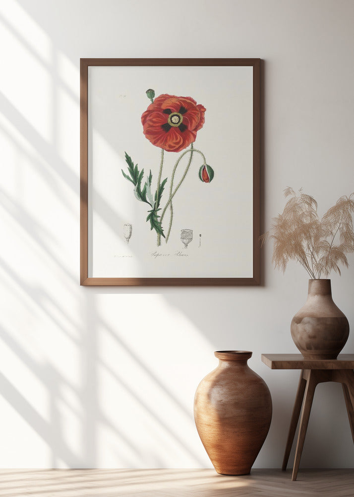 Common Poppy (papaver Rhoeas) Medical Botany Poster