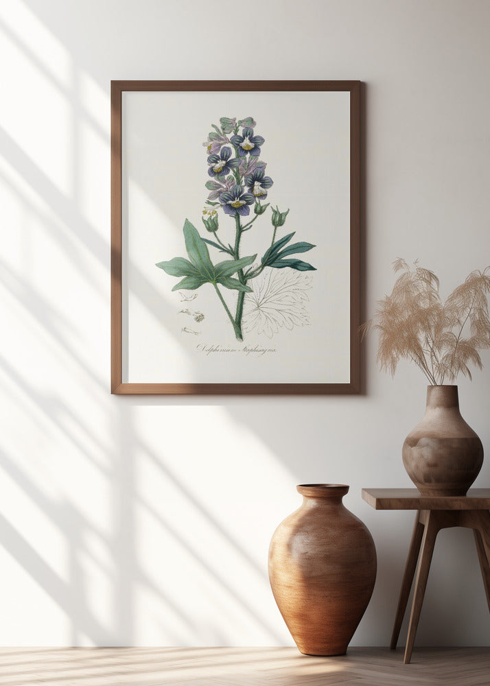 Delphinum Staphisagria Medical Botany Poster