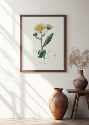 Elecampane (inula Helenium) Medical Botany Poster