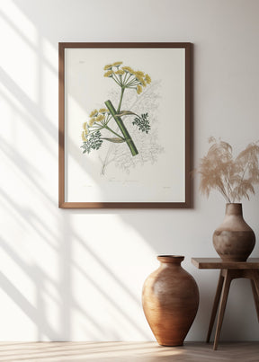 Ferula Persica Medical Botany Poster