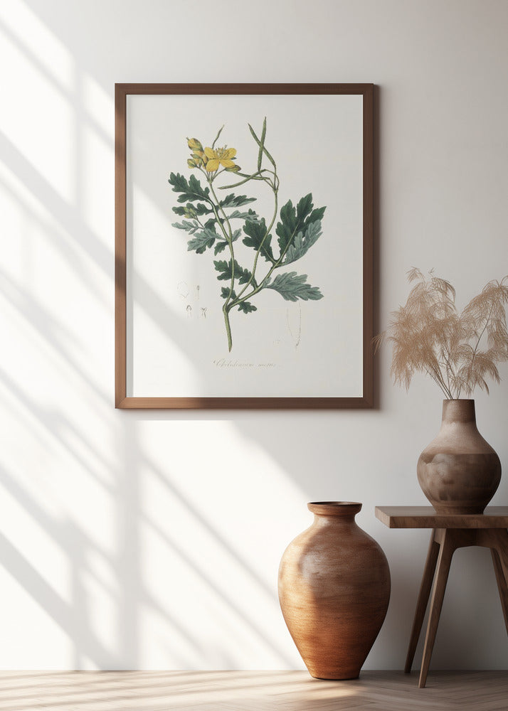 Greater Celandine (chelidonium Majus) Medical Botany Poster