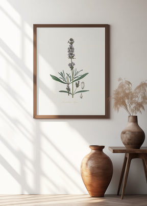 Lavender (lavandula Ipica)  Medical Botany Poster