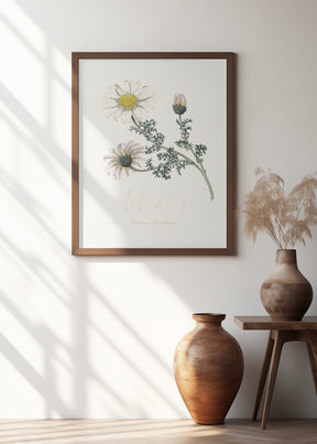 Mount Atlas Daisy (anthemis Pyrethrum) Medical Botany Poster