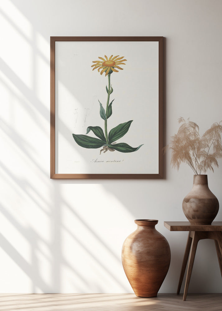 Mountain Arnica (arnica Montana) Medical Botany Poster