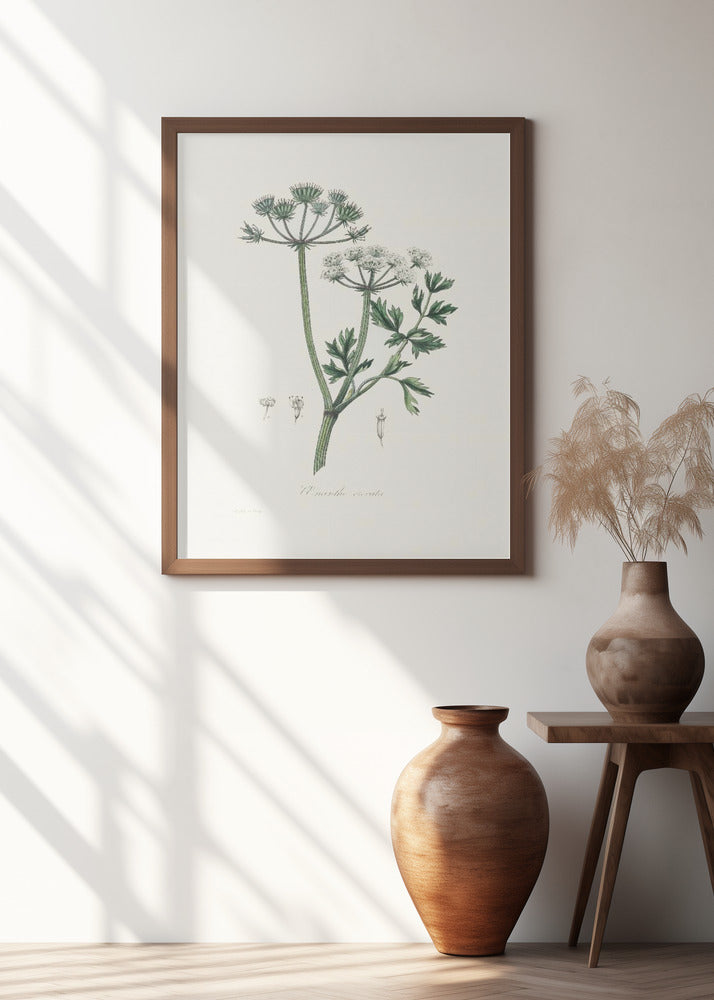 Water Dropwort (onanthe Grocata) Medical Botany Poster