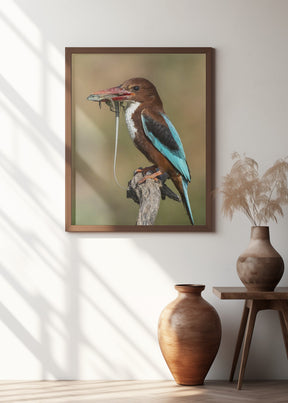 White-throated kingfisher AZ Poster