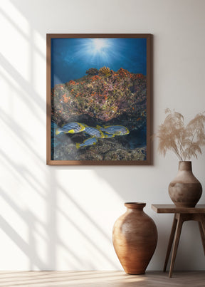 Oriental sweetlips under the sunlight Poster