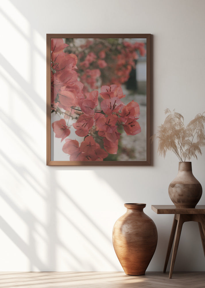 Pink Bougainvilleas Poster