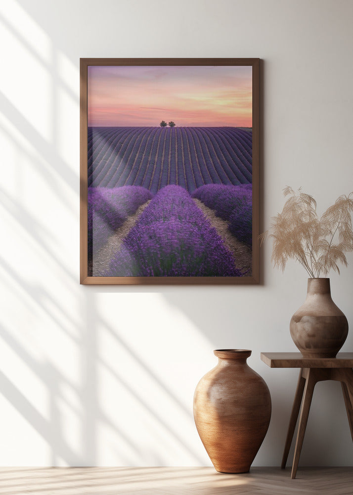 Lavender fild Poster