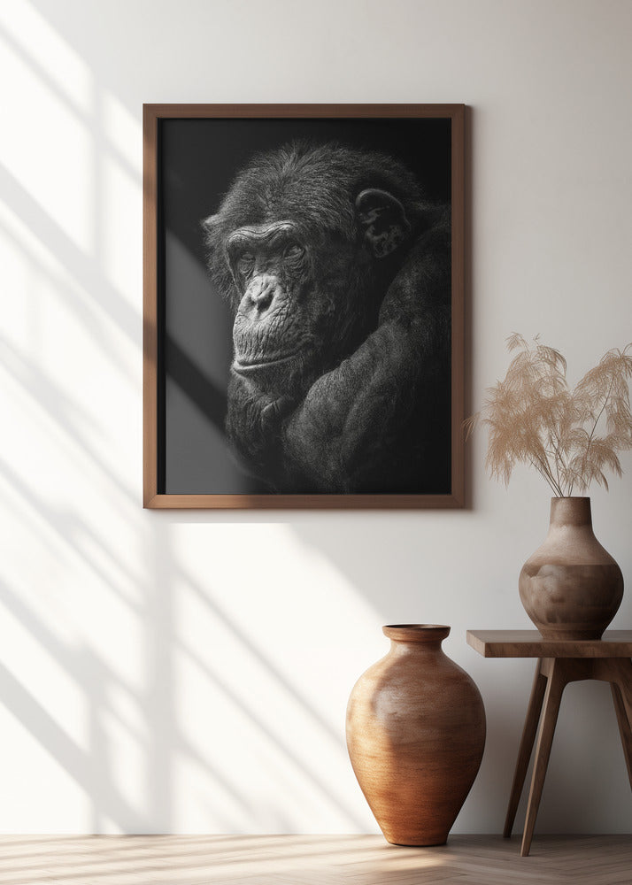 Chimpanzee Poster