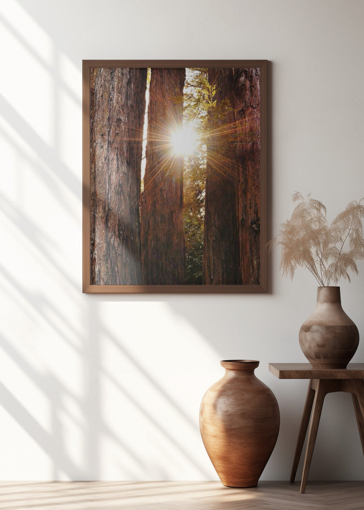 Redwood Forest Poster