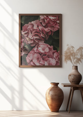 Old Pink Hydrangeas Poster