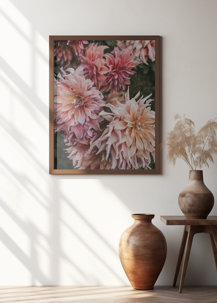 Pink Dhalias Poster