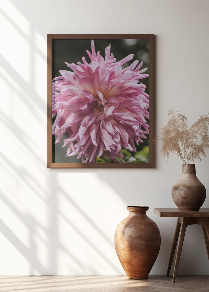 Light Pink Dhalia Poster