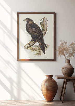 Wedge Tailed Eagle Poster