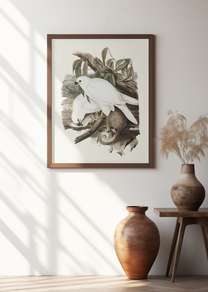 White Goshawk Poster