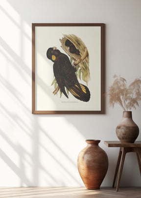 Yellow Eared Black Cockatoo Poster