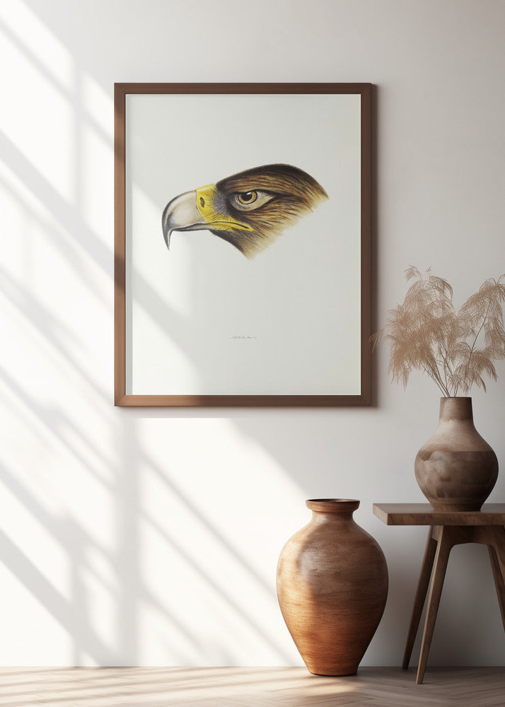 Wedge Tailed Eagle Poster