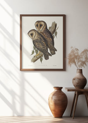 Masked Barn Owl Poster