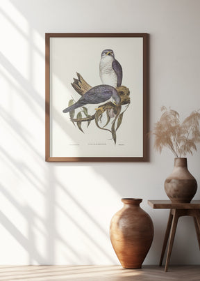 New Holland Goshawk Poster