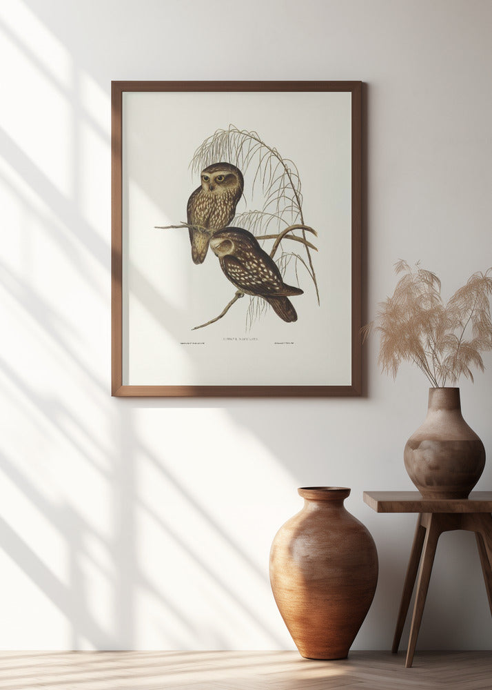 Spotted Owl Poster