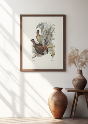 Albert Lyre Bird Poster