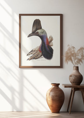 Australian Cassowary Poster