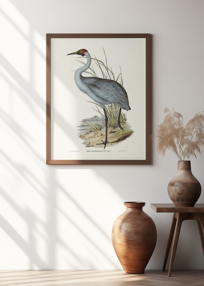 Australian Crane Poster