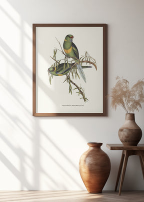 Black Tailed Parakeet Poster