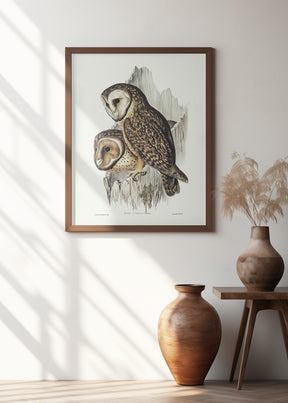 Chestnut Faced Owl Poster