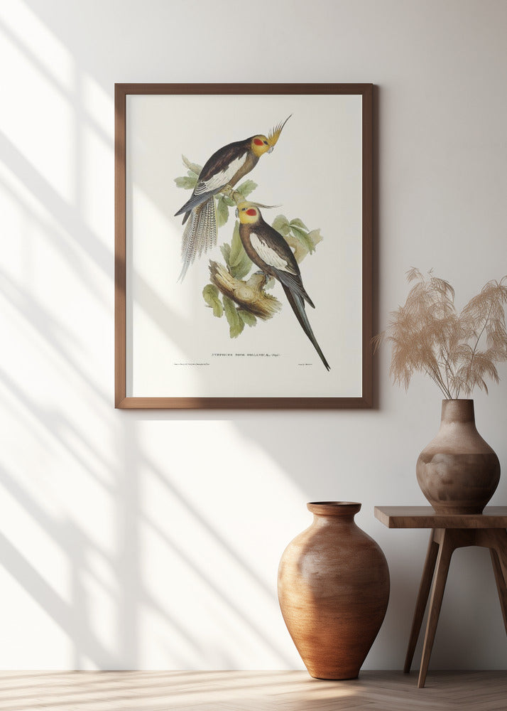 Cockatoo Parakeet Poster