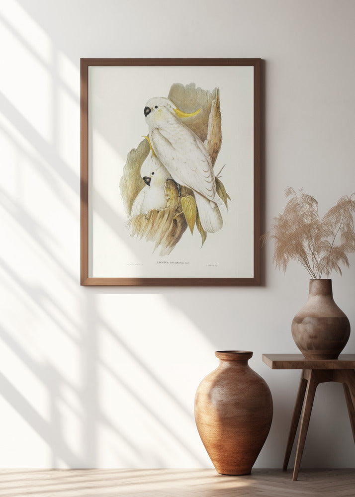 Crested Cockatoo Poster